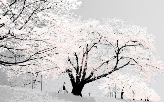 Anime Cherry Blossom Tree Background - 2560x1600 Wallpaper - teahub.io