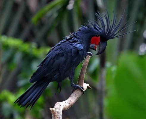 Images Of Palm Cockatoo - Black Palm Cockatoos - 954x776 Wallpaper ...