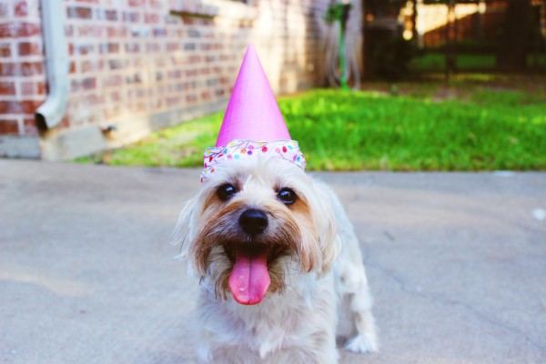 Birthday Pets - 5184x3456 Wallpaper - teahub.io