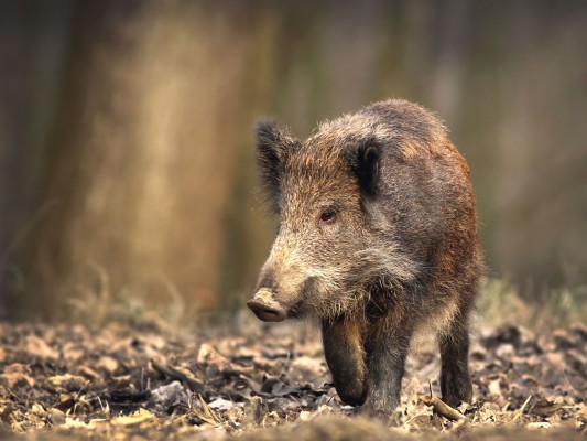 Wild Pig Hd - 1280x960 Wallpaper - teahub.io