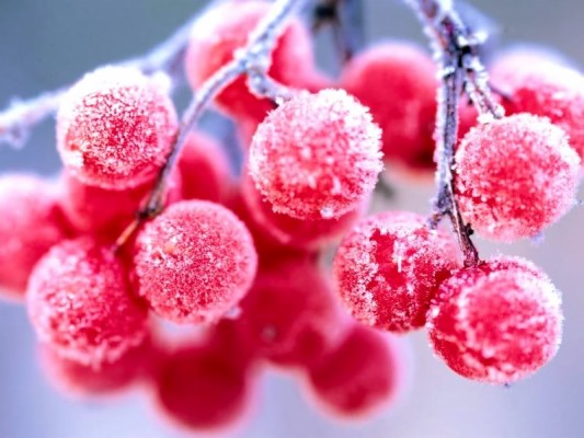 Snow Fruits - 800x600 Wallpaper - teahub.io