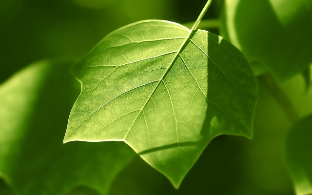 Green Leaves Slide Backgrounds - Flourish Word - 1200x900 Wallpaper ...