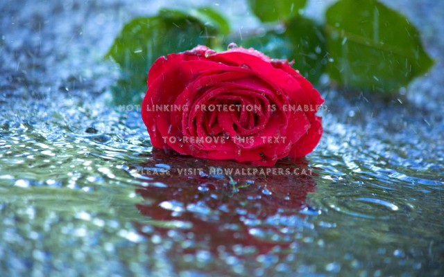 In The Rain Lovely Red Romantic Beautiful - Red Rose In Rain - 1920x1200  Wallpaper 