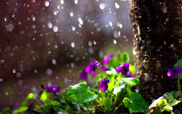 Spring Rain Wallpapers Background For Hd Wallpaper - Beautiful Rain  Wallpaper Hd - 1920x1200 Wallpaper 