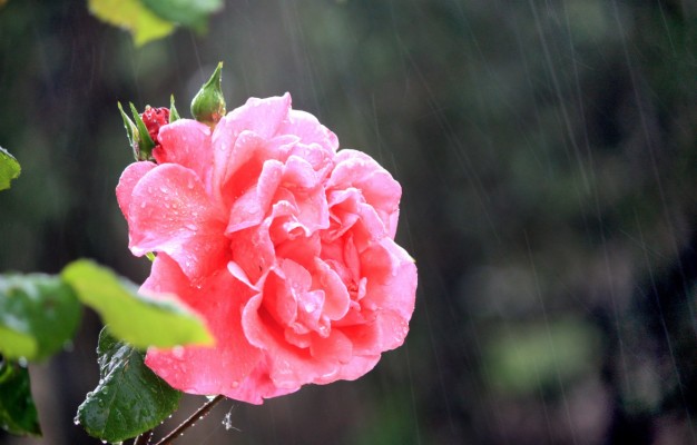 Photo Wallpaper Rain, Rain, Pink Rose, Pink Rose - Garden Roses