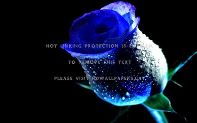 Rain On Rose Bum Blue Bluey My Nature - Quotes About Blue Rose