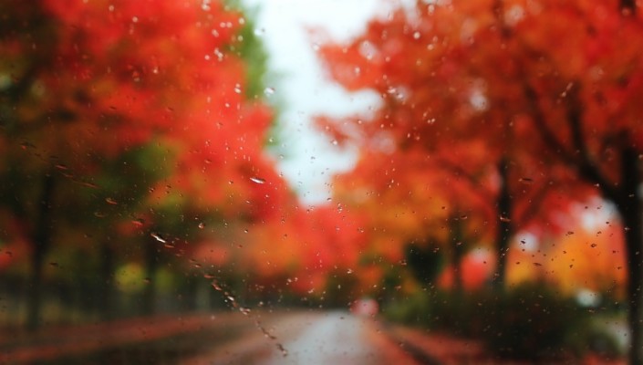 The Rain, Blur, Trees, Autumn, Drops, Road, Glass Desktop - Red Tree Blur  Background Hd - 970x550 Wallpaper 