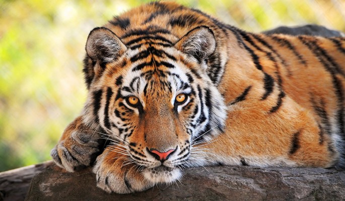 ultra-hd-tiger-hd-1280x747-wallpaper-teahub-io