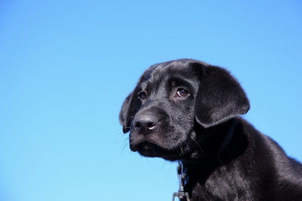 Black Labrador Retriever Wallpaper - Dog With Cat Eyes - 1024x768