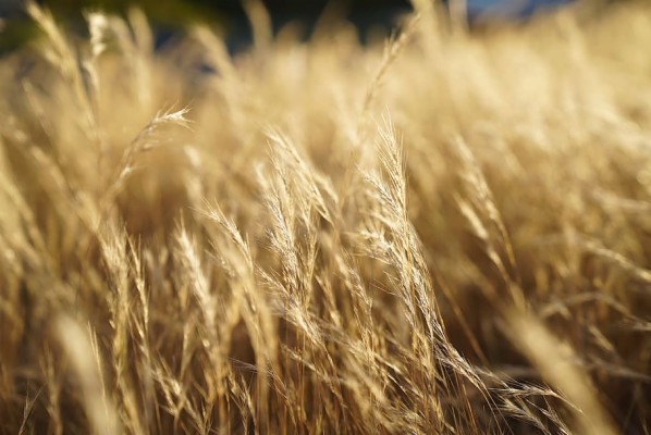 Arid, Dry Weeds, No Rain, Ecology, Climate Change, - Pixabay - 910x608 ...