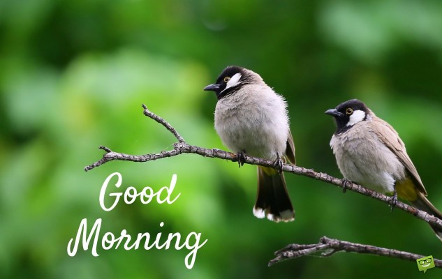 Good Morning - - Good Morning With Birds - 1900x1200 Wallpaper 