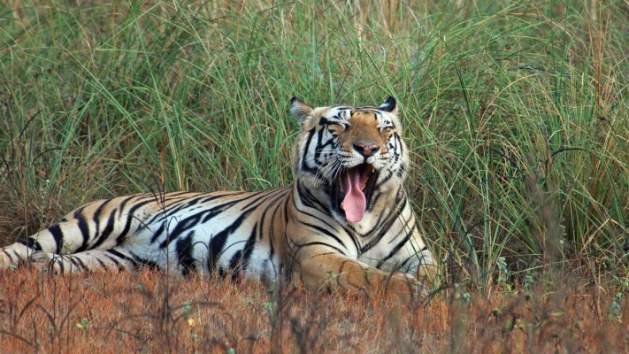 Dominant Male Tiger Munna From Kanha National Park - Kanha Tiger ...