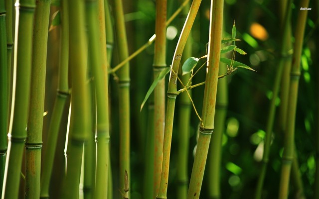 North East India Bamboo - 1920x1200 Wallpaper - Teahub.io