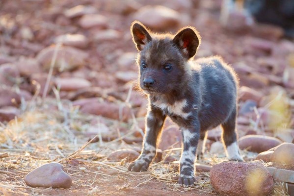 Cute African Wild Dog Hd - 1000x667 Wallpaper - teahub.io