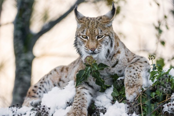 Hd Images Of The Wild Animals, Wallpapers And Backgrounds - Lynx Des ...