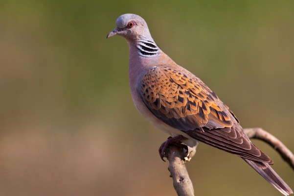 Picture - Stock Dove - 1024x768 Wallpaper - teahub.io