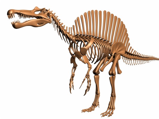 Skeleton Of A Spinosaurus - 1600x1200 Wallpaper - teahub.io