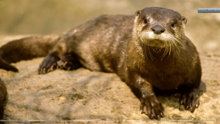 River Otters In Tn - 1920x1080 Wallpaper - teahub.io