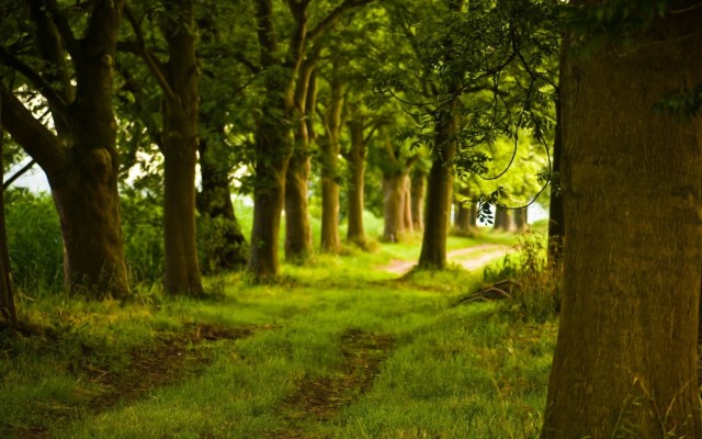 Back Road At A Farm - Back Wallpaper Hd - 1920x1200 Wallpaper - teahub.io