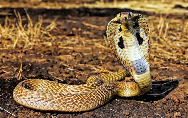 Animals Snake Reptiles Cobra Wallpapers Hd / Desktop - King Cobra ...
