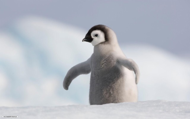 Charming Penguin Baby - High Quality Baby Penguin - 2560x1440 Wallpaper ...