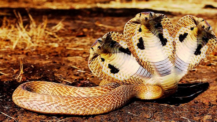 King Cobra Spitting Cobra - 1024x768 Wallpaper - teahub.io