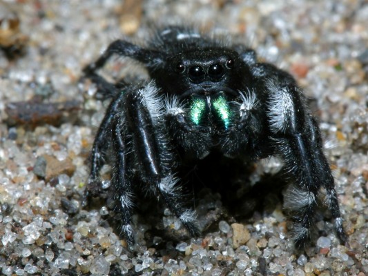 Jumping Spider Spiders California - 1152x864 Wallpaper - teahub.io