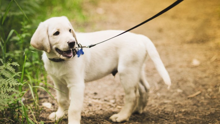 how long to walk a labrador