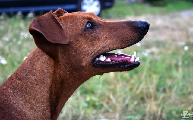 Dog Yawns - 1018x1024 Wallpaper - teahub.io