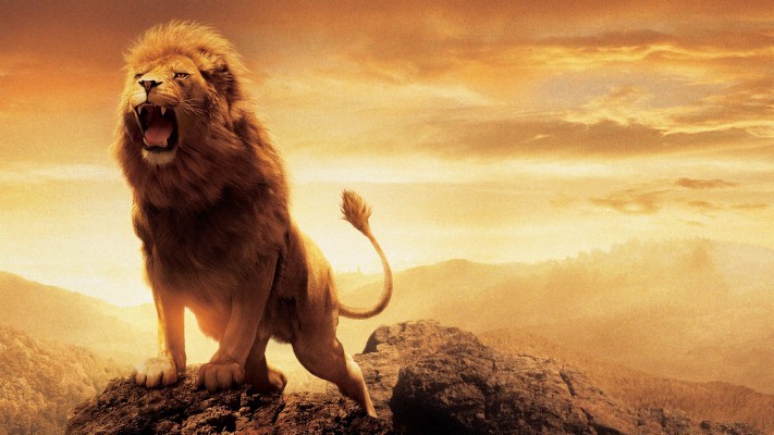 Download Lion Wallpapers and Backgrounds , Page 16 
