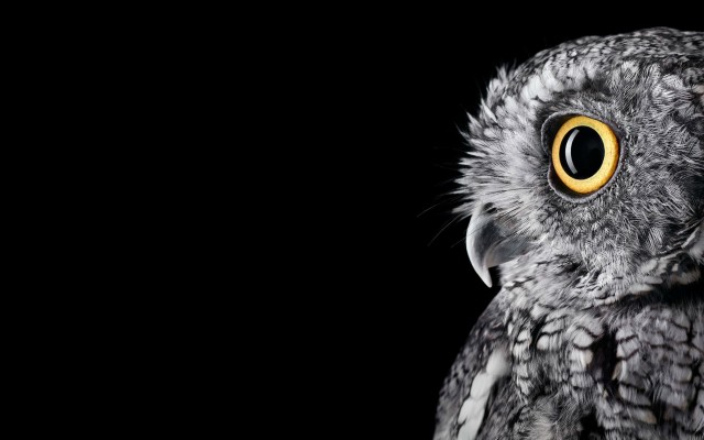 Surface Studio Wallpaper 4k - 4000x2500 Wallpaper - teahub.io