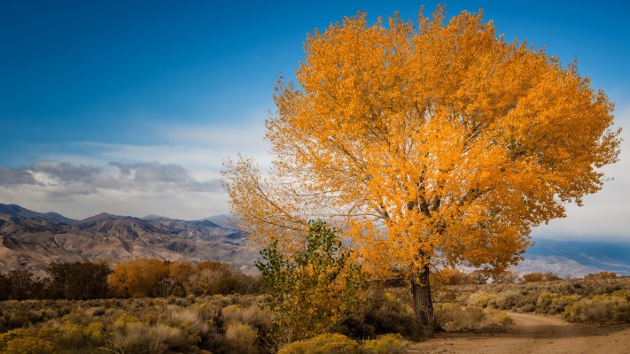 Wallpaper Tree, Yellow Leaves, Autumn, Nature - Tree - 3840x2160