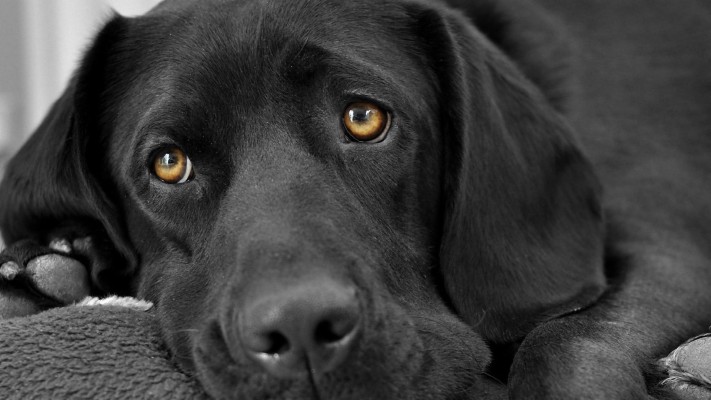 Black Lab Close Up 1920x1080 Wallpaper Teahub Io 195 1952356 Black Lab Close Up