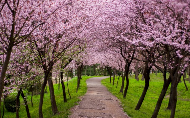 Almond Tree Wallpaper Hd - 2560x1600 Wallpaper - teahub.io