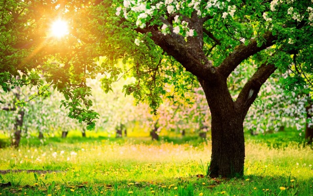 Apple Tree Wallpapers Hd Desktop Widescreen - Tree Background