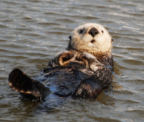 Sea Otter Wallpaper - Sea Otter Sex - 2361x1338 Wallpaper - teahub.io