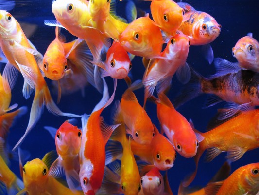 Aquarium Fish, Aquarium, Goldfish - Many Goldfish Wallpaper Hd ...