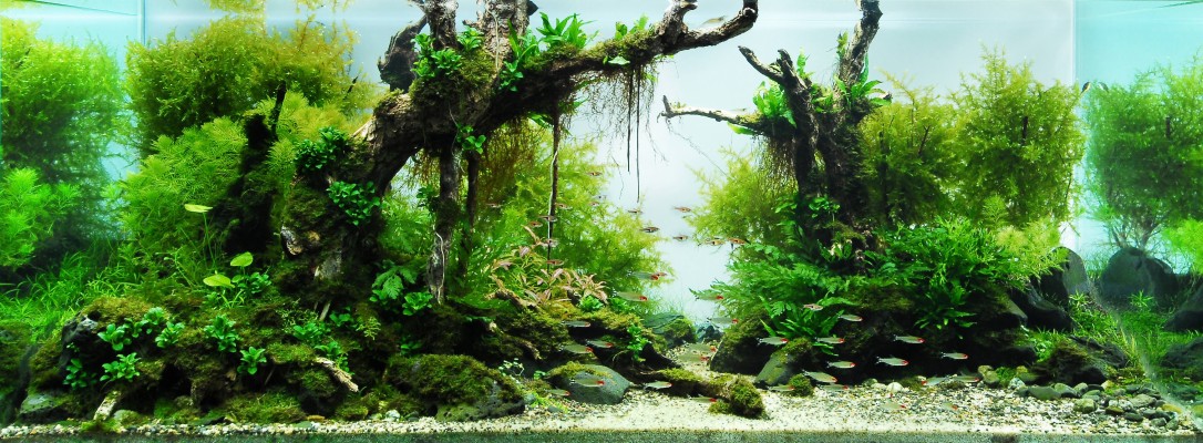 Aquarium 3493h1286 Wallpaper - Takashi Amano - 3493x1286 Wallpaper ...