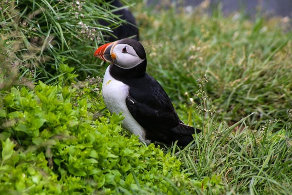 Atlantic Puffin 2560x1533 Wallpaper teahub io Atlantic Puffin 2560x1533 Wallpaper teahub io