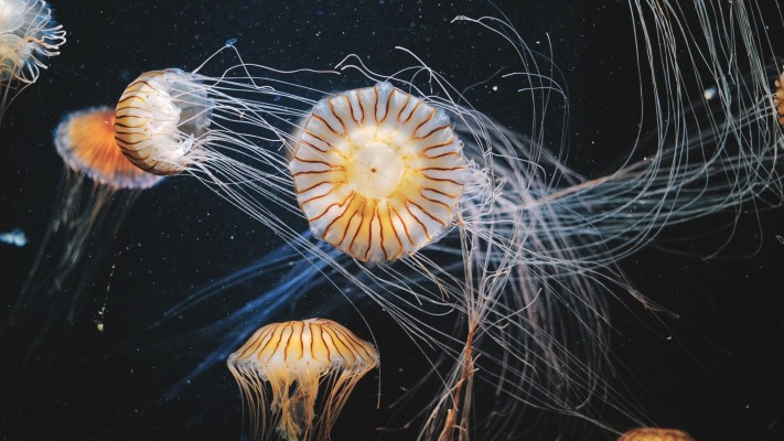 box jellyfish wallpaper