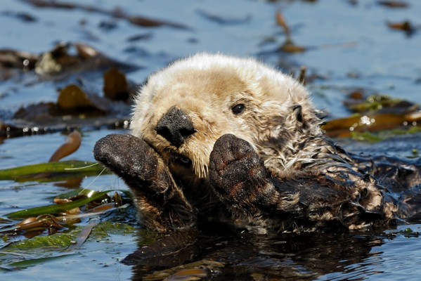 otter backgrounds on wallpapers vista san diego zoo sea otters 1000x667 wallpaper teahub io san diego zoo sea otters