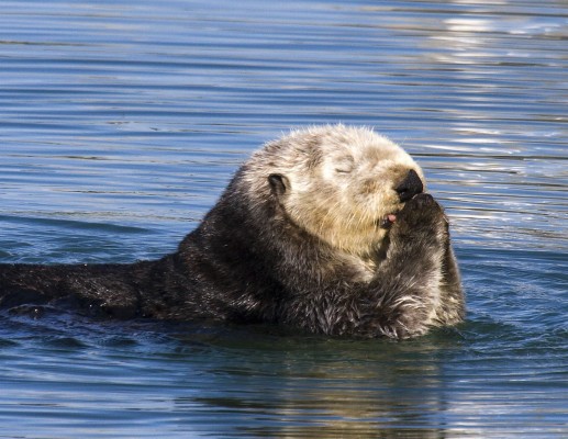 Sea Otter - 1597x1234 Wallpaper - teahub.io