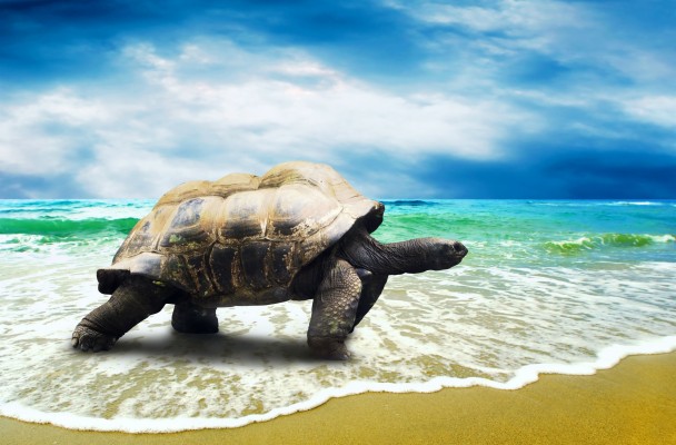 Bing Baby Turtle Wallpapers Data-src - Baby Sea Turtle Hd - 1920x1080 ...