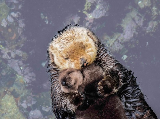 Baby Otter Sleeps Mother Belly Monterey Bay Aquarium - Baby Otter And ...