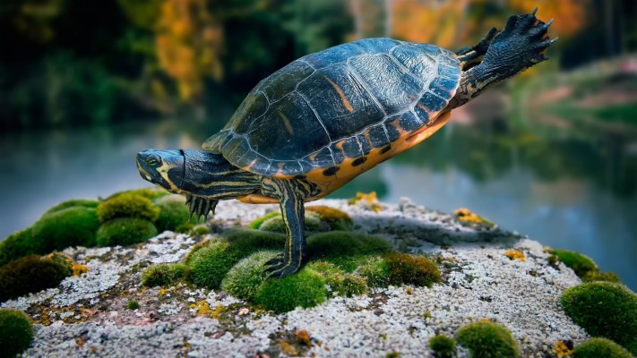 Turtle Wallpaper Hd 1080p - 1920x1080 Wallpaper - teahub.io