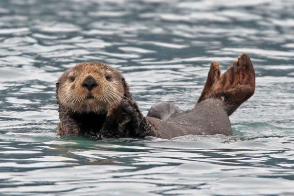 Sea Otter Feet - 864x575 Wallpaper - teahub.io