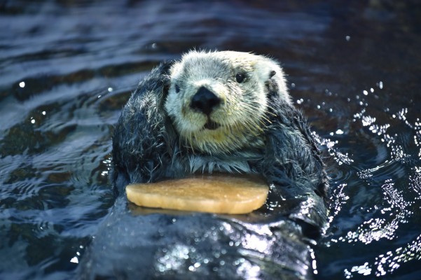 Sea Otter - Cute Otter - 2500x1662