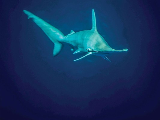 Hammerhead Shark - Swordfish - 1200x900 Wallpaper - teahub.io