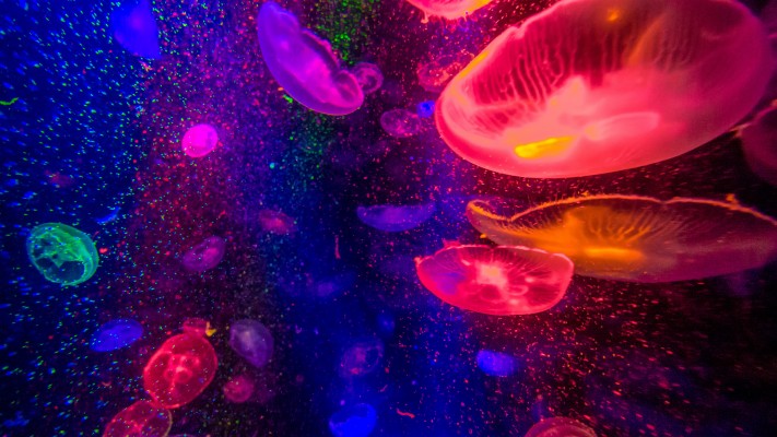 Download Jellyfishes 4k - Colorful Ipad Pro Wallpaper 4k - Teahub.io