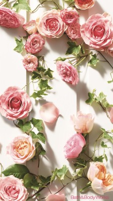 Wallpaper Hd For Roses Mobile